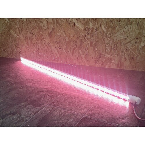 プランツネクスライト