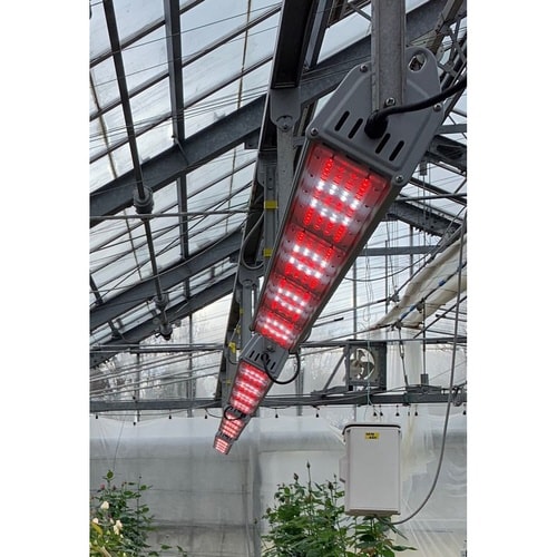 プランツネクスライト