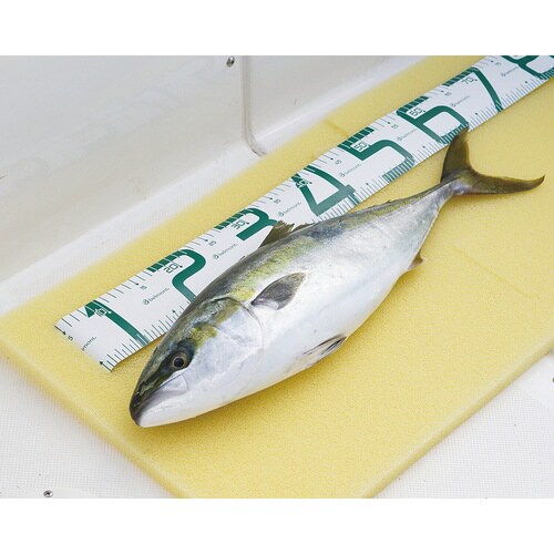 活け締めマット