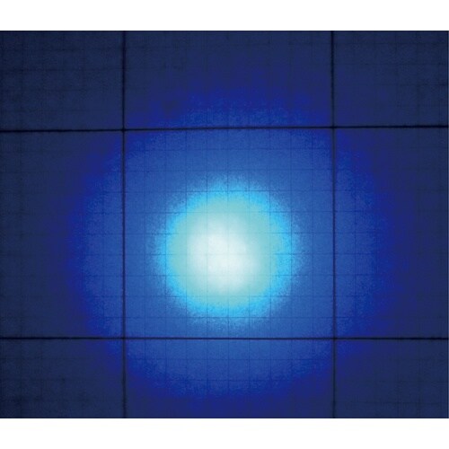 Hydrangea ブラックライト エコノミー(ノ