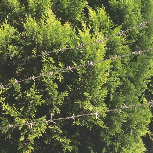 DAIDОHANT カラー 有刺鉄線 #14X10