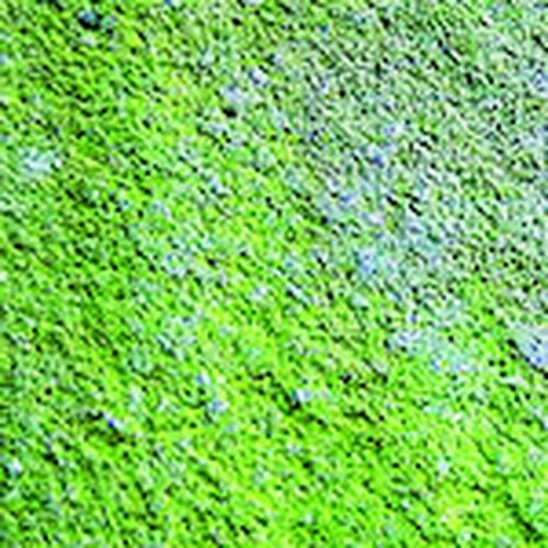 azuma CH865 アズマジック コケ取り剤