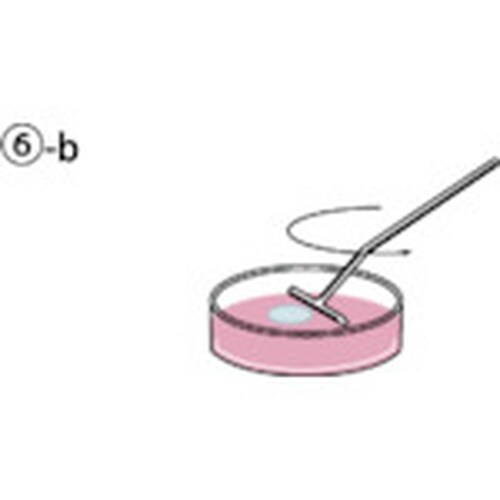 SANSEI コンラージ棒 T型 黒
