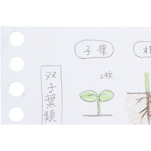 maruman B7E ルーズリーフ 無地