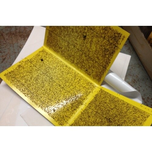 ピオニー 捕虫シートCV−107 (20枚入)