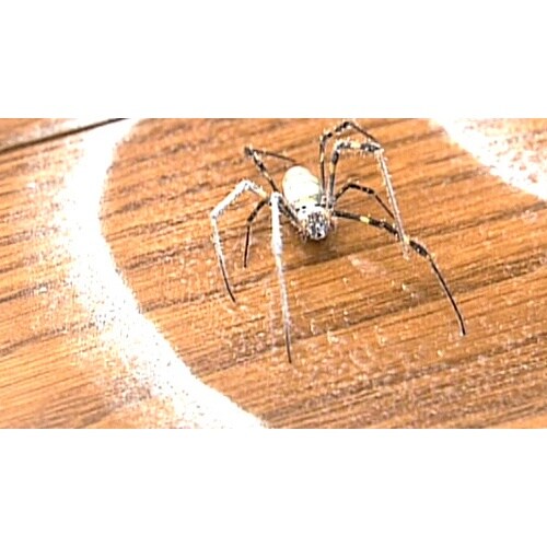 フマキラー 凍殺ジェット300ml