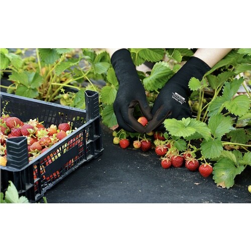 おたふく ソフキャッチ 13G 袖口ロング ウレタ