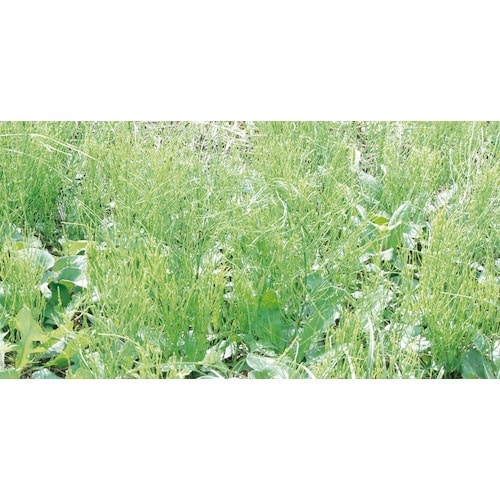 IRIS 103096 速効除草剤 2L