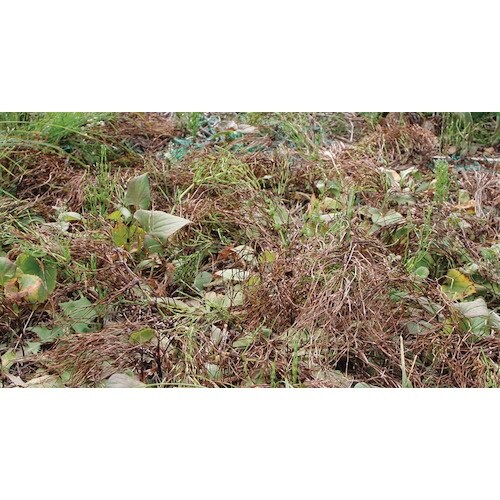 IRIS 103096 速効除草剤 2L