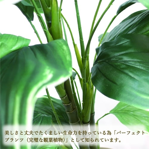ササガワ 人工観葉植物 ホスタ Lサイズ