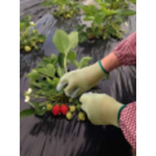 SHOWA 発泡ポリウレタン背抜き手袋 リサイクル