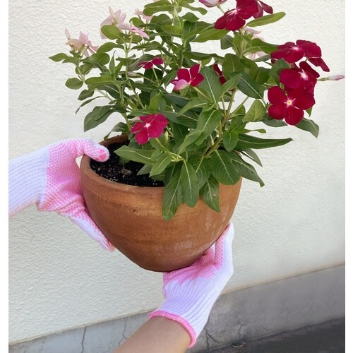 アトム 綿すべり止め手袋 女性用 5双組