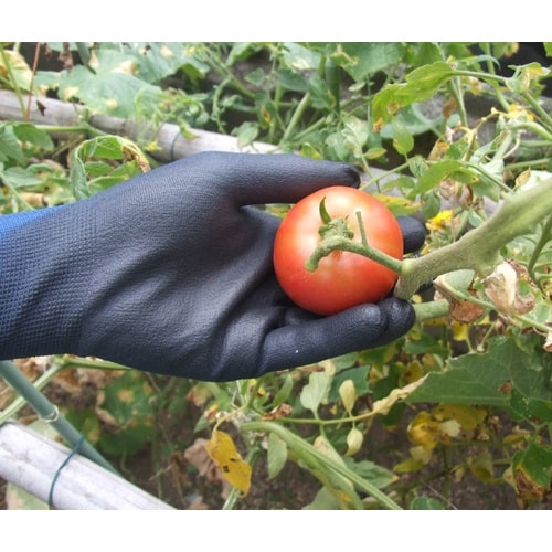 アトム ケミソフトストレッチ 3双組 S