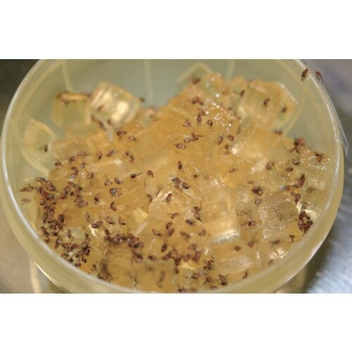 アース コバエがホイホイ 2個入