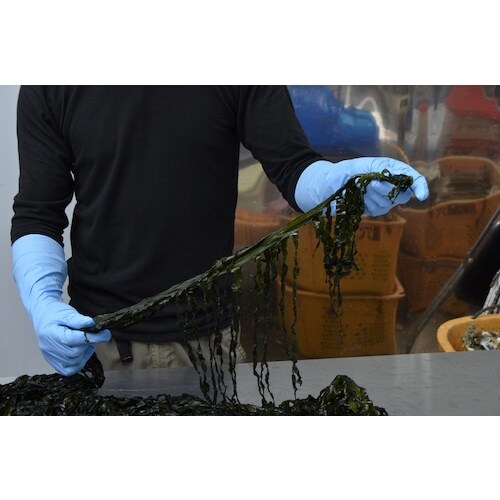 SHOWA ニトリルゴム使い捨て手袋 No887ニ