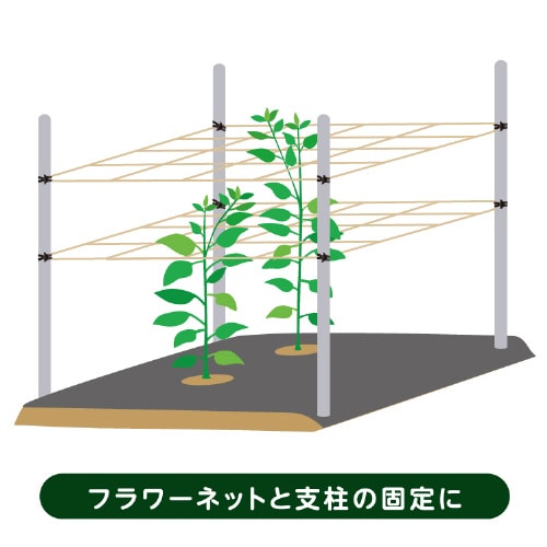 オーバンド 50g透明袋 たばね黒 #20X5