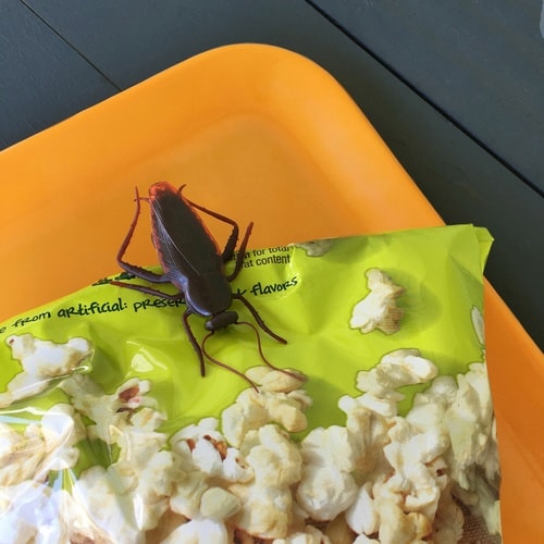 キッチンクリップ Fred ゴキブリクリップ