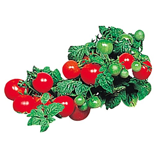 育てるやさい トマト