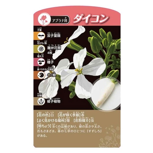 考える植物分類カードゲーム×6