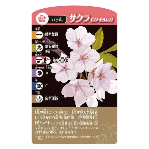 考える植物分類カードゲーム×6