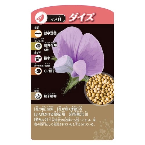 考える植物分類カードゲーム×6