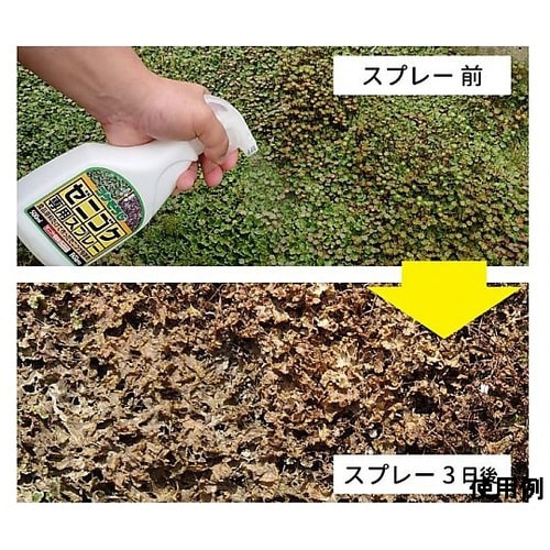 500ml コケ取り剤スプレー(ゼニゴケ