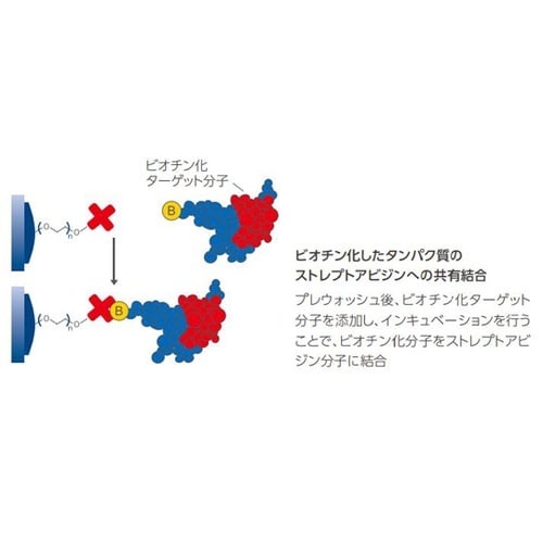 イモビライザーストレプトアビジン プレー