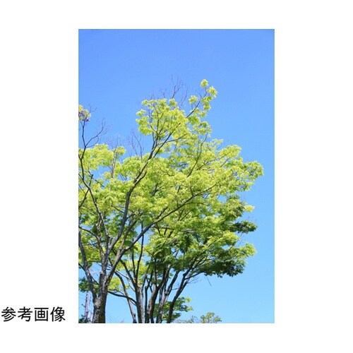 充電式ポールチェーンソー JPC1518