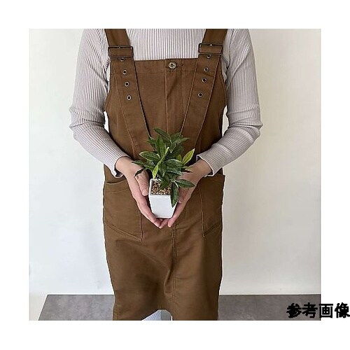 卓上グリーンポット パキラ 3個入 61