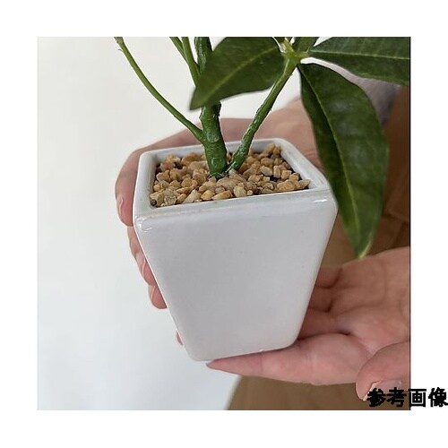 卓上グリーンポット パキラ 3個入 61