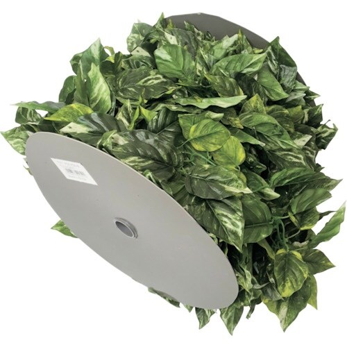 伝蔵 チェーンガーランド ポトス 中