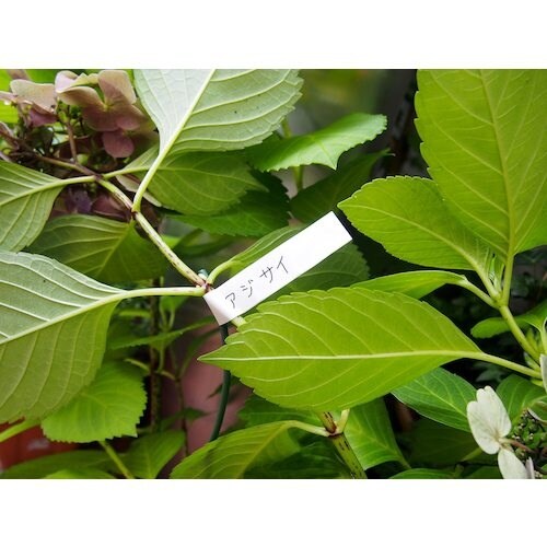 グリーンクロス 自着テープ 白 25mm幅 6本入