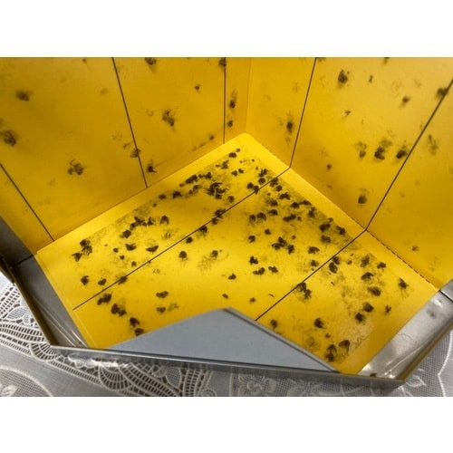 ピオニー 虫くる コーナー FC21PL