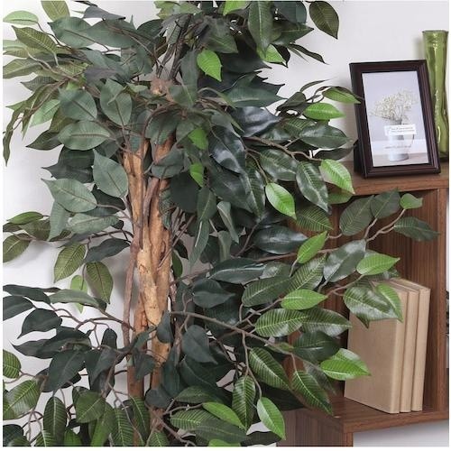 不二貿易 観葉植物 フィカス 690 A