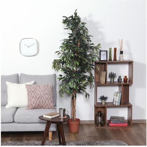 不二貿易 観葉植物 フィカス 1124 A