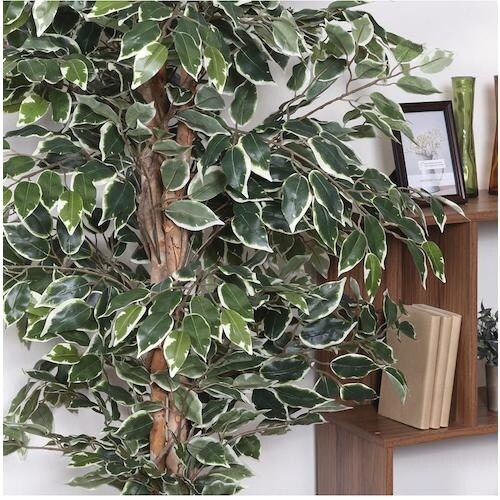 不二貿易 観葉植物 フィカス 1124 B