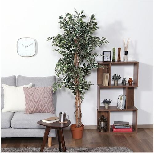 不二貿易 観葉植物 フィカス 1124 B