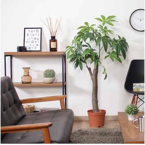 不二貿易 観葉植物 パキラ 朴の木タイプ