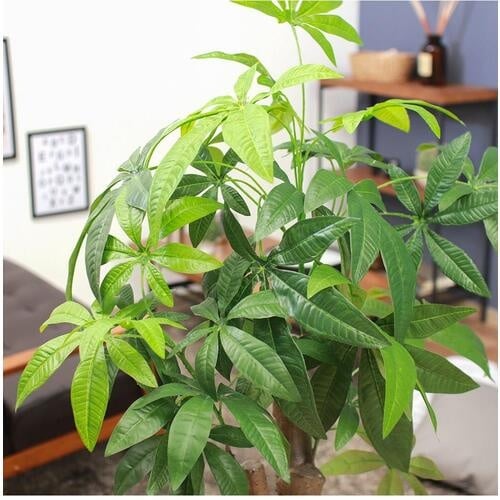 不二貿易 観葉植物 パキラ 朴の木タイプ