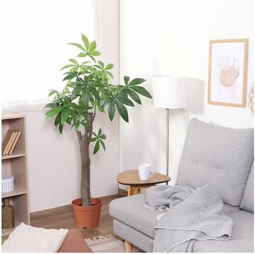 不二貿易 観葉植物 パキラ 朴の木タイプ