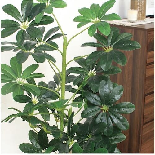 不二貿易 観葉植物 ヤドリフカノキ 216