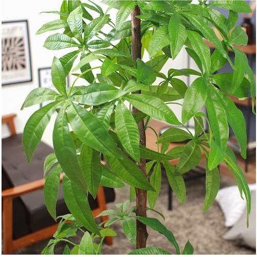 不二貿易 観葉植物 パキラ スタンダード