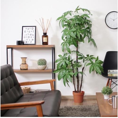 不二貿易 観葉植物 パキラ スタンダード