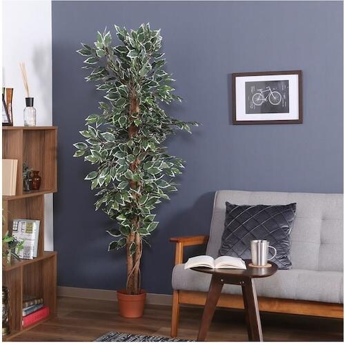 不二貿易 観葉植物 フィカス 690 B