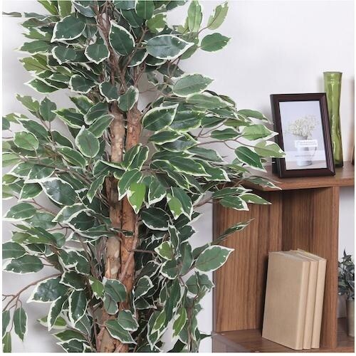 不二貿易 観葉植物 フィカス 690 B