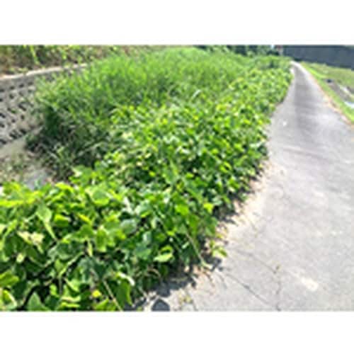 三陽金属 刈払機用回転刈刃 無双 つる草の達人