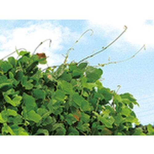 三陽金属 刈払機用回転刈刃 無双 つる草の達人