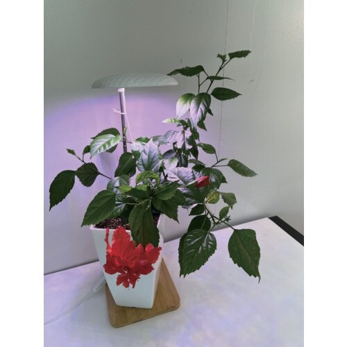 富士倉 植物育成ライト スタンド式