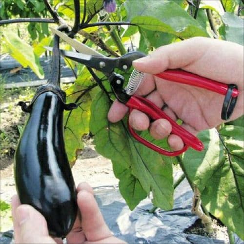 摘果エキストラロングガード付