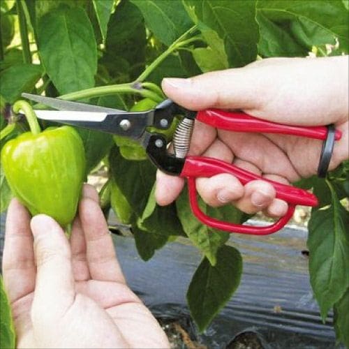 摘果エキストラロングガード付